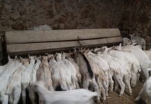 Asaja CLM propone trabajar ya en la lengua azul de cara a las próximas campañas