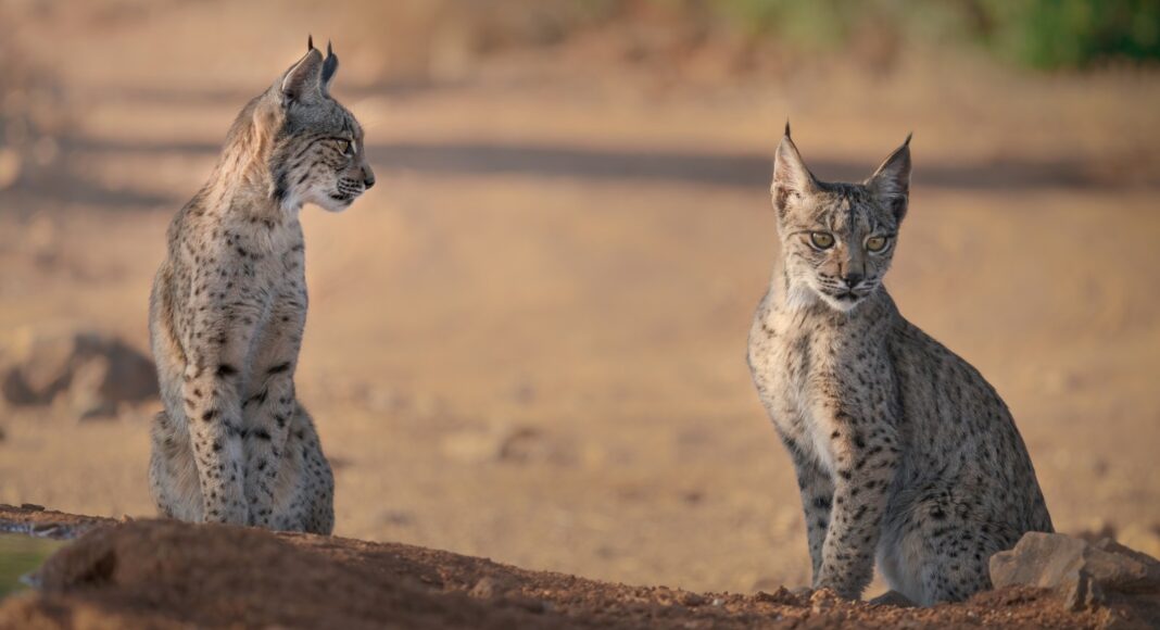 Lince Ibérico