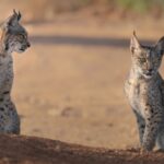 El Ayuntamiento de Almadén se opone a la introducción de linces en la Dehesa de Castilseras