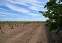 La Junta destinará el próximo año 10,5 millones de euros a seguros agrarios