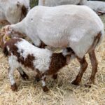 Asaja Ciudad Real denuncia que hay compradores de corderos que ofrecen precios muy por debajo de lonja