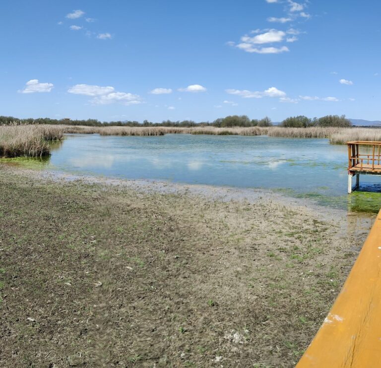 Ecologistas C-LM insisten en dejar de trasvasar agua a Las Tablas de Daimiel Ecologistas C-LM insisten en dejar de trasvasar agua a Las Tablas de Daimiel