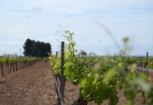 Asaja pide «máxima celeridad» para recuperar a los jóvenes que se quieren incorporar al sector agrario