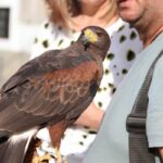 Un águila de Harris, ‘fichaje’ del Ayuntamiento de Manzanares para combatir la plaga de palomas