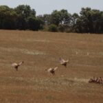 VÍDEO: Increíble espectáculo de buitres leonados en las Lagunas de Ruidera