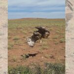 Agentes del SEPRONA rescatan a un búho atrapado en un vallado en Villanueva de los Infantes