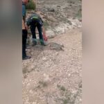 La Guardia Civil rescata a un ejemplar de gato montés que estaba atrapado en una jaula en Pinarejo
