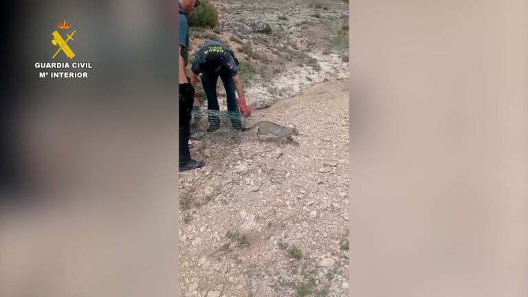 La Guardia Civil rescata a un ejemplar de gato montés que estaba atrapado en una jaula en Pinarejo