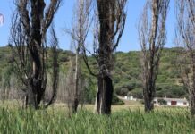 C-LM invertirá 50 millones para prevenir los incendios forestales