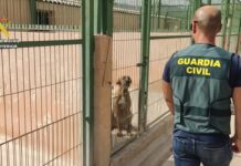 Arrestado por engañar a dueños de perros sustraídos, convenciéndolos de que tenía información sobre su ubicación