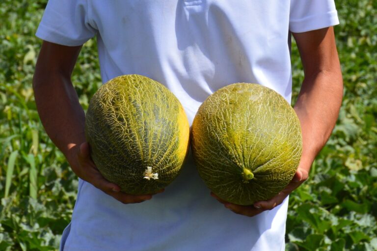 ASAJA C-LM demanda precios justos para el melón y la sandía y el cumplimiento de Ley Alimentaria ASAJA C-LM demanda precios justos para el melón y la sandía y el cumplimiento de Ley Alimentaria