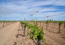 UPA solicita encuentro con Martínez Lizán para asegurar futuro de la vitivinicultura y revisar nueva PAC