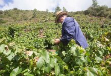Ecologistas en Acción C-LM apoya las protestas agrarias contra el acuerdo UE-Mercosur