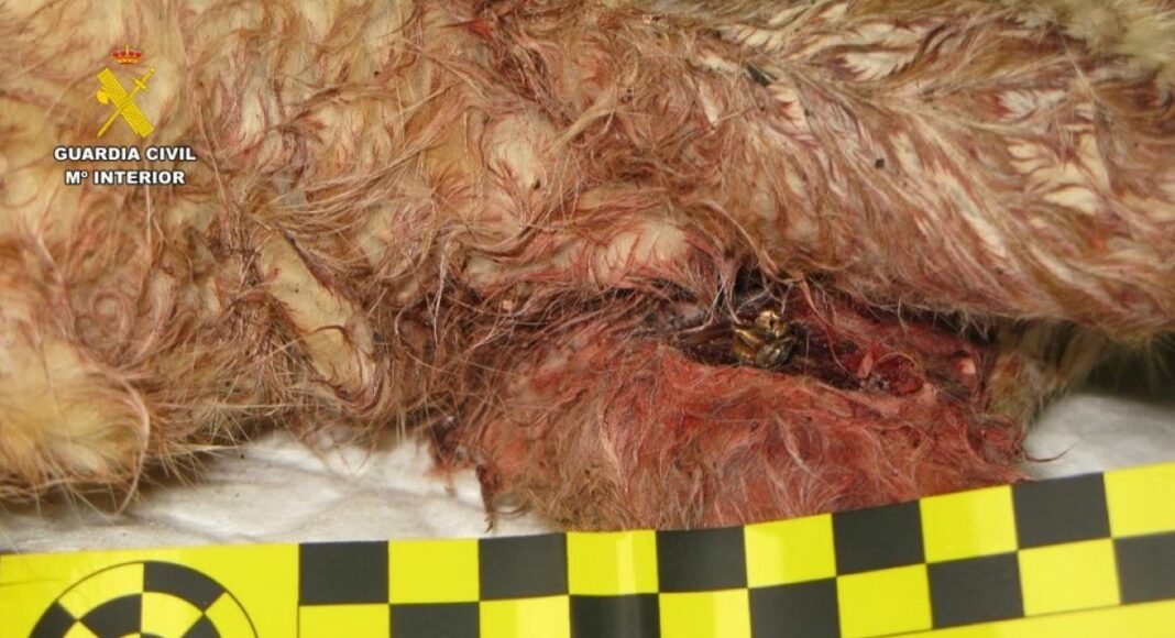 Gato herido en Malagón