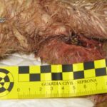 Investigado un vecino de Malagón tras disparar a un gato