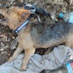 El SEPRONA rescata a dos perros en las Lagunas de Ruidera