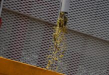 Asaja C-LM encuadra las previsiones de la vendimia en una perspectiva «normal»: «Pueden salir vinos muy buenos»