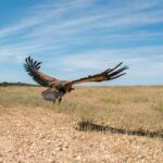 Un estudio impulsado desde Ciudad Real abordará los beneficios de la caza en la conservación de aves carroñeras
