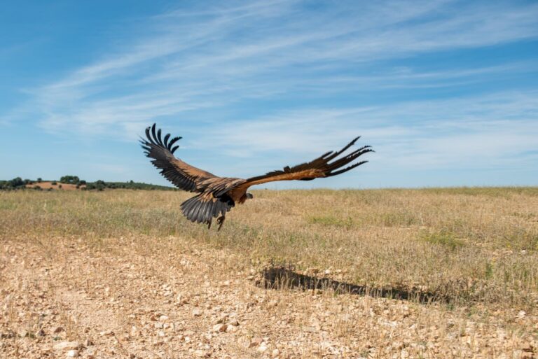 Un estudio impulsado desde Ciudad Real abordará los beneficios de la caza en la conservación de aves carroñeras