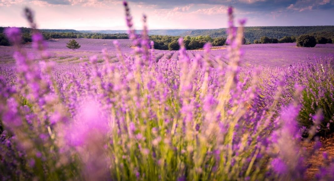 Lavanda