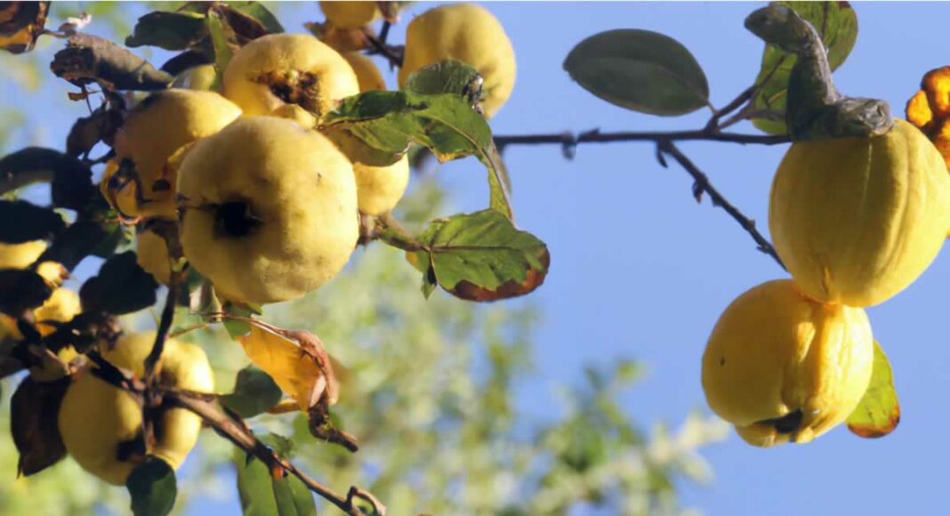 Membrillos en otoño