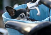 El primer plan estatal contra el abandono de animales de compañía se aprobará en 2025