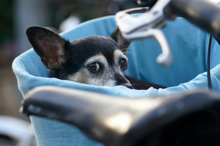 Evitan que un vecino de Ciudad Real mate a su perro, a quien planeaba ahorcar