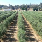 Una conferencia sobre la PAC antecede a la Comida de Hermandad que Asaja Ciudad Real celebra este viernes