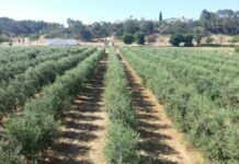 El adelanto de la PAC del 16 de octubre llegará al 70 % en su primer pago