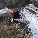 Detenidas dos personas por matar a disparos a dos vacas y dos terneros en San Lorenzo de Calatrava