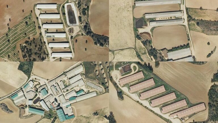 TSJCM anula la autorización de la Junta a una macrogranja de cerdos en Huerta de la Obispalía