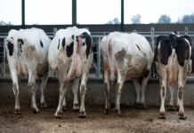 El plazo para pedir ayudas para perros mastines que guarden el ganado en C-LM arranca este martes