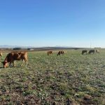 Asaja Ciudad Real pide ayudas para los ganaderos con animales afectados por la Enfermedad Hemorrágica Epizoótica