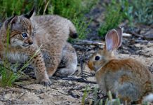 Cabañeros y Quintos de Mora cumplen las condiciones para albergar poblaciones de lince ibérico, según un estudio