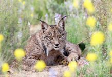 En Castilla-La Mancha se han identificado 582 linces ibéricos de todas las edades