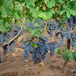 Investigadores del IVICAM identifican variedades de vid alternativas a la Tempranillo mejor adaptadas al cambio climático
