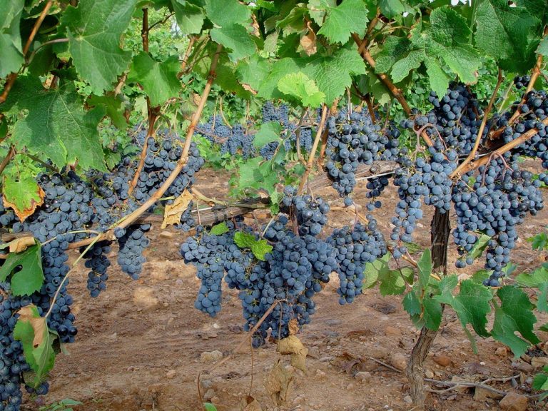 Proponen usar restos de uva como «disolvente renovable» para una vitivinícola «sostenible» Proponen usar restos de uva como «disolvente renovable» para una vitivinícola «sostenible»