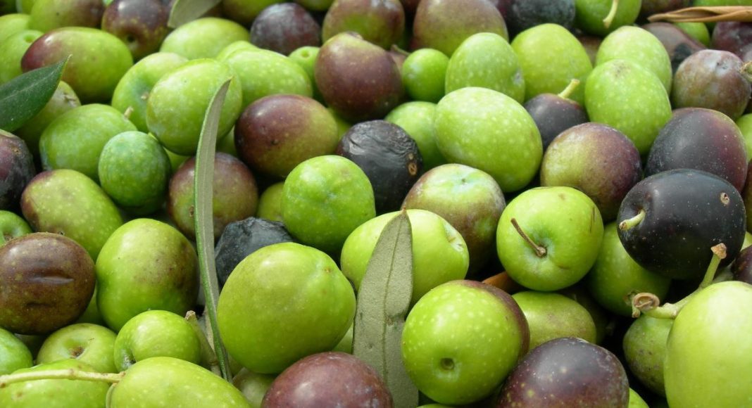 aceitunas