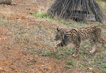 La recuperación del lince ibérico, un hito que también ayuda a tener ecosistemas más sanos