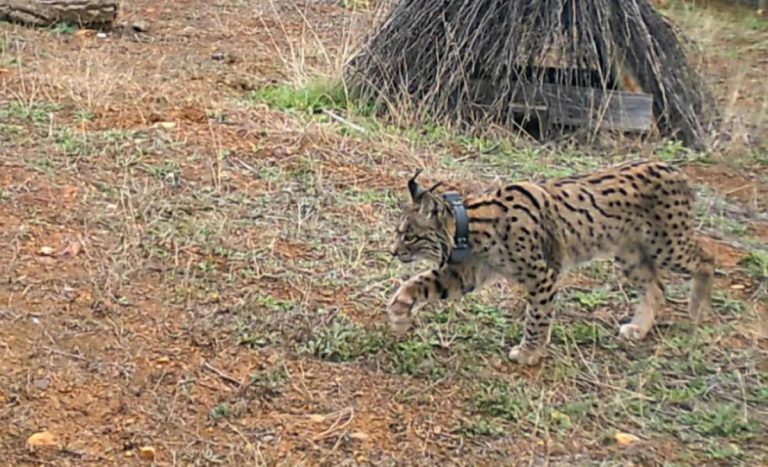 La recuperación del lince ibérico, un hito que también ayuda a tener ecosistemas más sanos