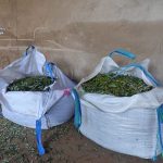 Detenidos en Malagón tras robar 1.200 kilos de aceituna