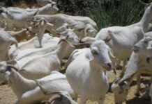 Asaja C-LM pide medidas de apoyo «urgentes» ante el «problema» de la leche de ovino y caprino