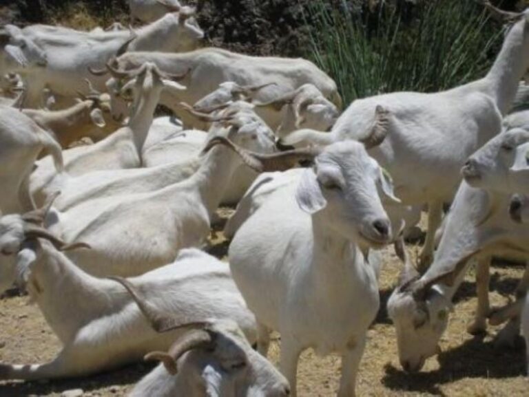 Asaja C-LM pide medidas de apoyo «urgentes» ante el «problema» de la leche de ovino y caprino