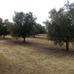 El guarda rural de Malagón interviene más de 600 kilos de aceituna robada