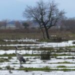 Cabañeros reabre al uso público las rutas cerradas por las lluvias