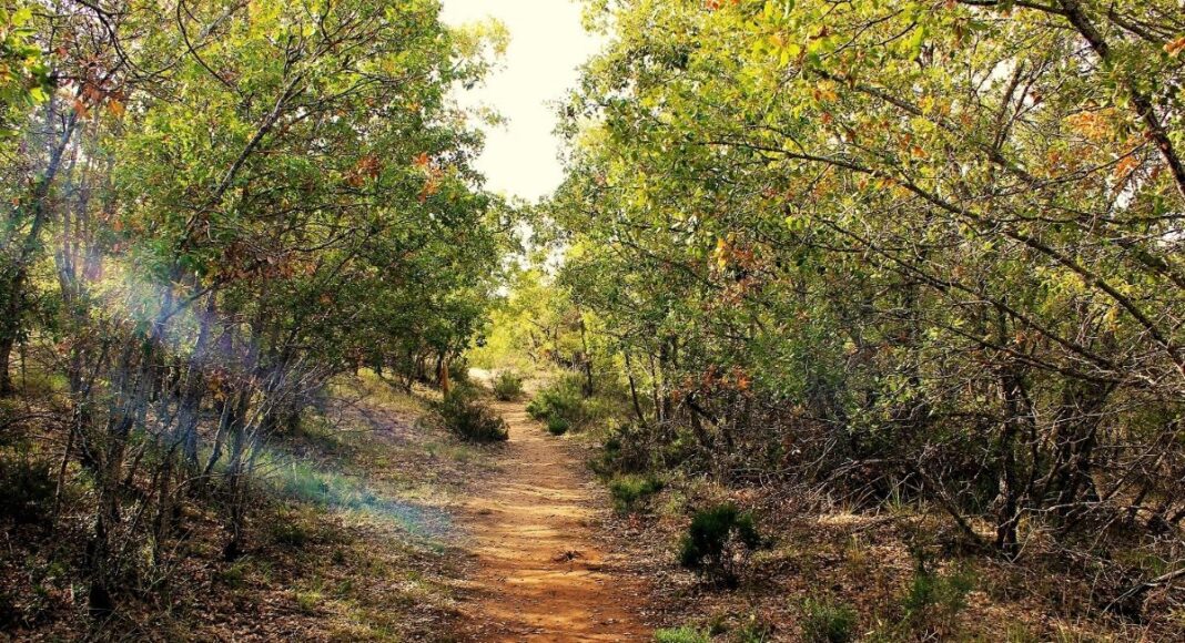 bosque, medio forestal