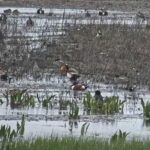 La naturaleza en vivo a través de una cámara en directo en Las Tablas de Daimiel