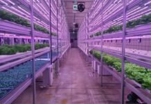Agricultura vertical: el sistema que puede ahorrar hasta un 90% de agua