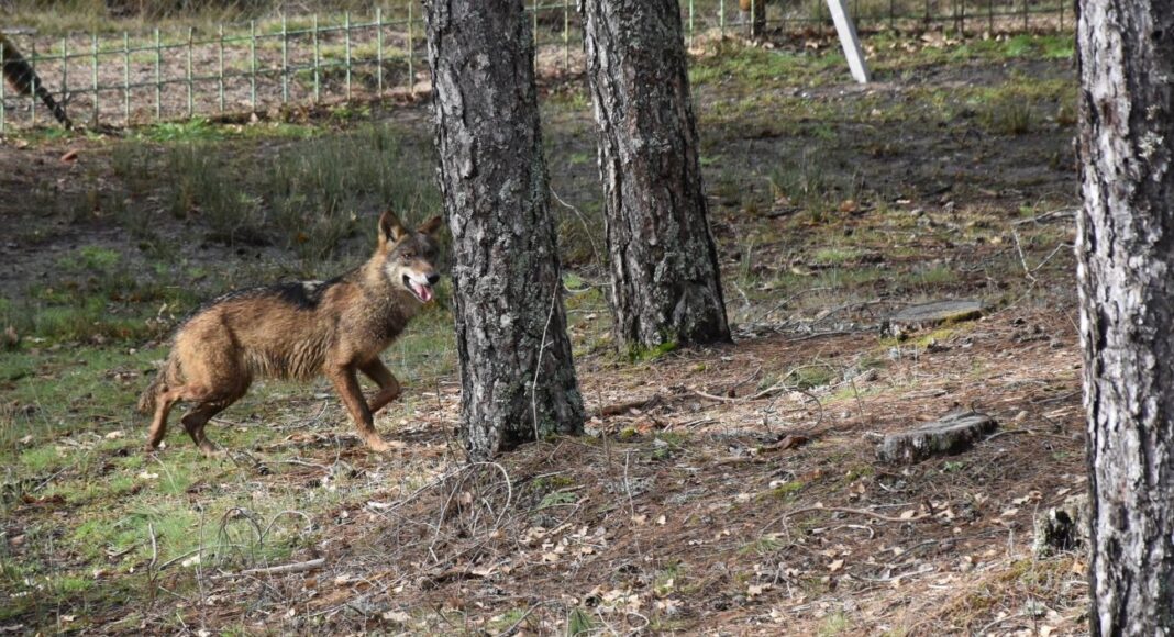 Suelta de loba ibérica en Cuenca
