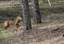 Sueltan dos lobas ibéricas en el Centro de Fauna ‘El Hosquillo’, en Cuenca